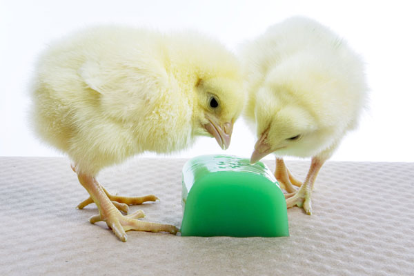 chicks eating product