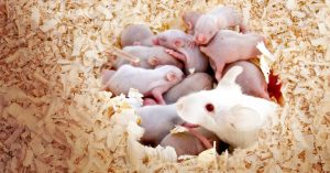 breeder mice