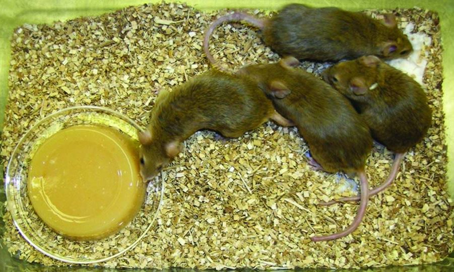 4 Recommendations For The Care Of Irradiated Mice Clearh2o