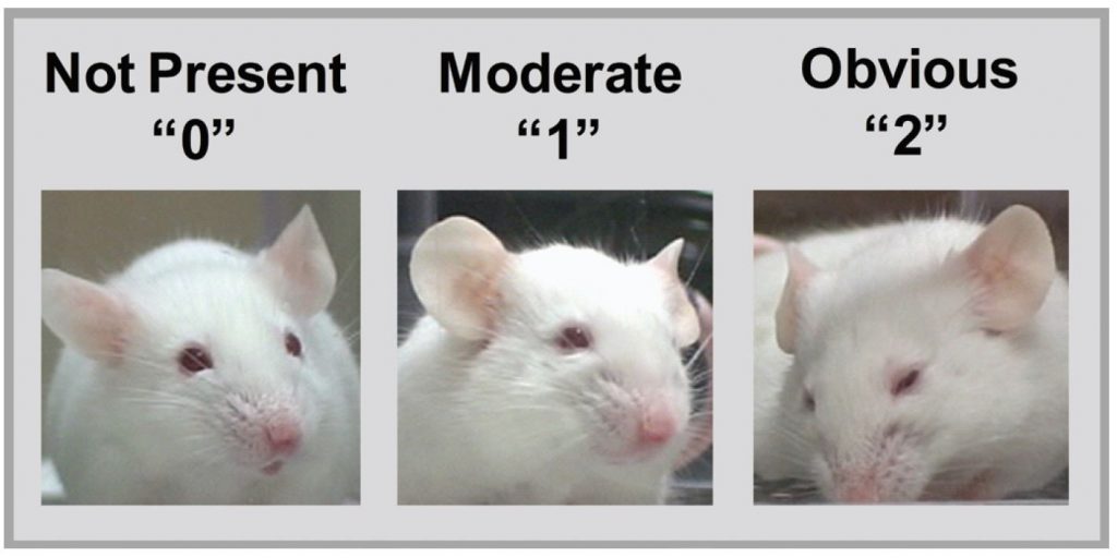 Understanding the Grimace Scale as a Pain Assessment for Laboratory Animals  | ClearH2O