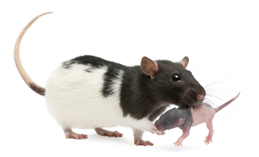 Cannibalism in Laboratory Rodents: Stressors to Avoid | ClearH2O