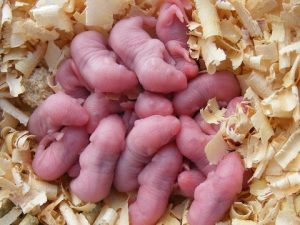 mice dystocia pregnancies timed breeding rearing breeder