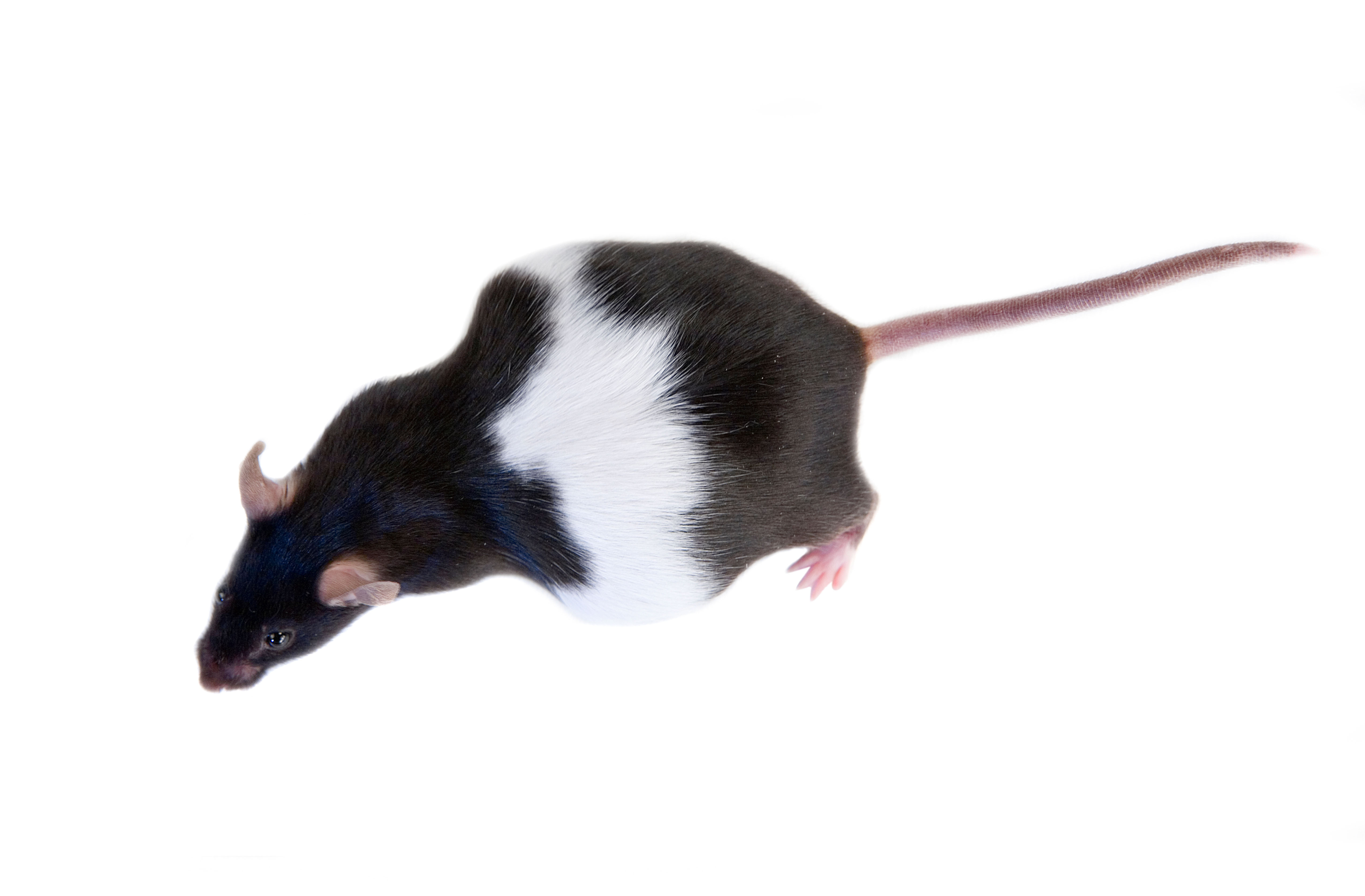 Dystocia in Laboratory Mice and Rats: Causes and Treatments | ClearH2O