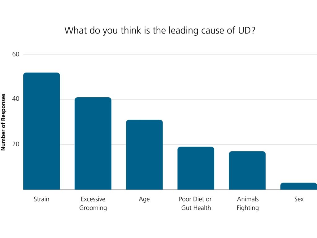 What do you think is the leading cause of ulcerative dermatitis